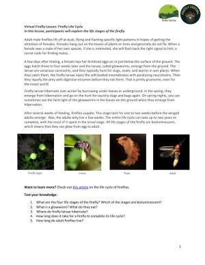 Firefly Life Cycle in This Lesson, Participants Will Explore the Life Stages of the Firefly