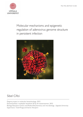 Molecular Mechanisms and Epigenetic Regulation of Adenovirus Genome Structure in Persistent Infection