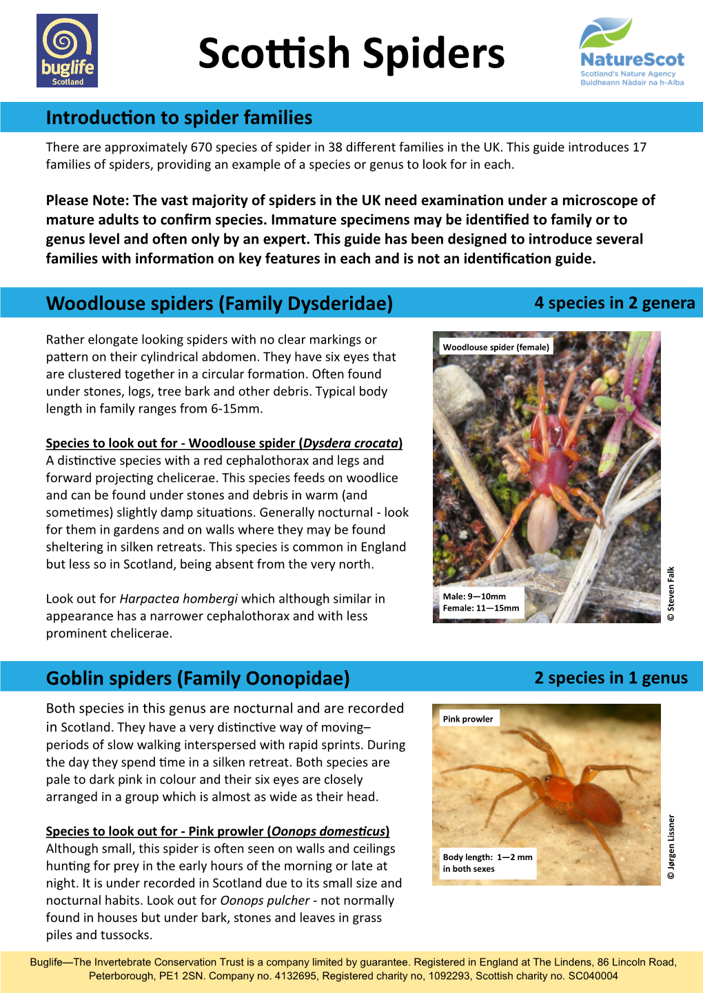 Scottish Spiders - Oonopspulcher 15Mm