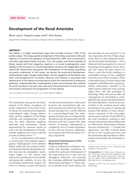 Development of the Renal Arterioles