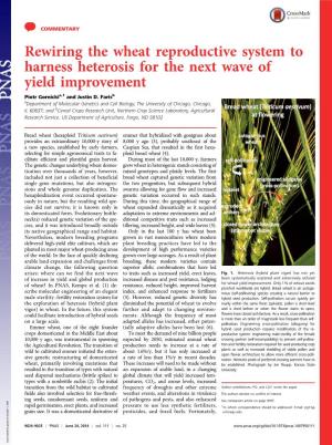 Rewiring the Wheat Reproductive System to Harness Heterosis for the Next Wave of Yield Improvement Piotr Gornickia,1 and Justin D