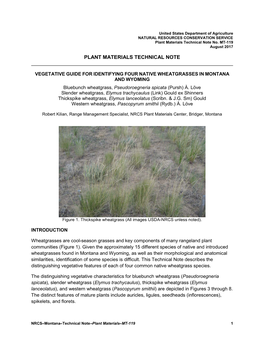 VEGETATIVE GUIDE for IDENTIFYING FOUR NATIVE WHEATGRASSES in MONTANA and WYOMING Bluebunch Wheatgrass, Pseudoroegneria Spicata (Pursh) À