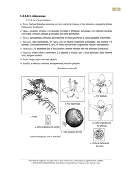 Adoxaceae 1.3.3.8.1.A