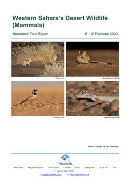 Western Sahara's Desert Wildlife