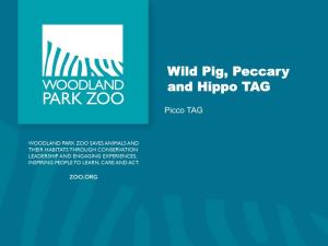 Hippo, Peccary, Pig, and Tapir