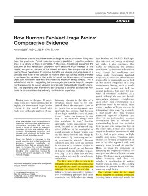 How Humans Evolved Large Brains: Comparative Evidence