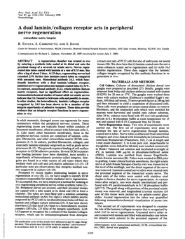 A Dual Laminin/Collagen Receptor Acts in Peripheral Nerve Regeneration (Extracellular Matrix/Integrin) B