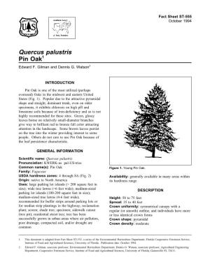 Quercus Palustris Pin Oak1 Edward F