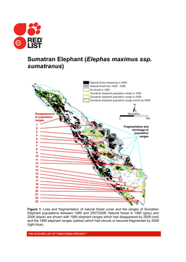 Sumatran Elephant (Elephas Maximus Ssp. Sumatranus)