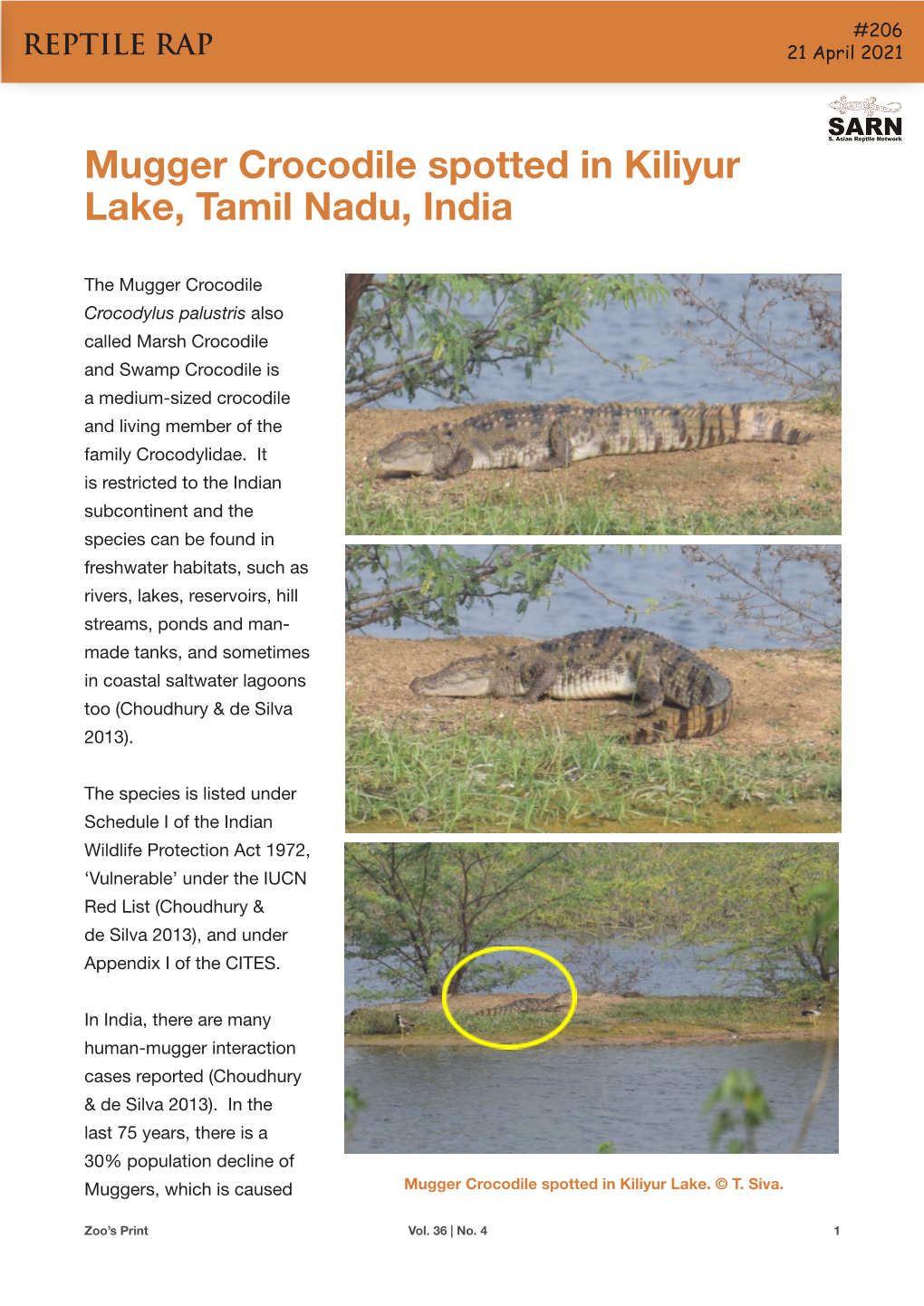 Mugger Crocodile Spotted in Kiliyur Lake, Tamil Nadu, India