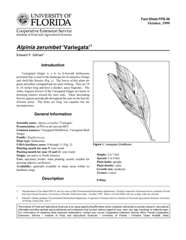 Alpinia Zerumbet 'Variegata'