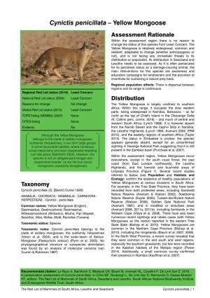 Cynictis Penicillata – Yellow Mongoose