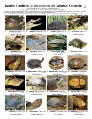 Reptiles Y Anfibios Del Departamento Del Atlántico, Colombia Juan Salvador Mendoza1 & Diego A