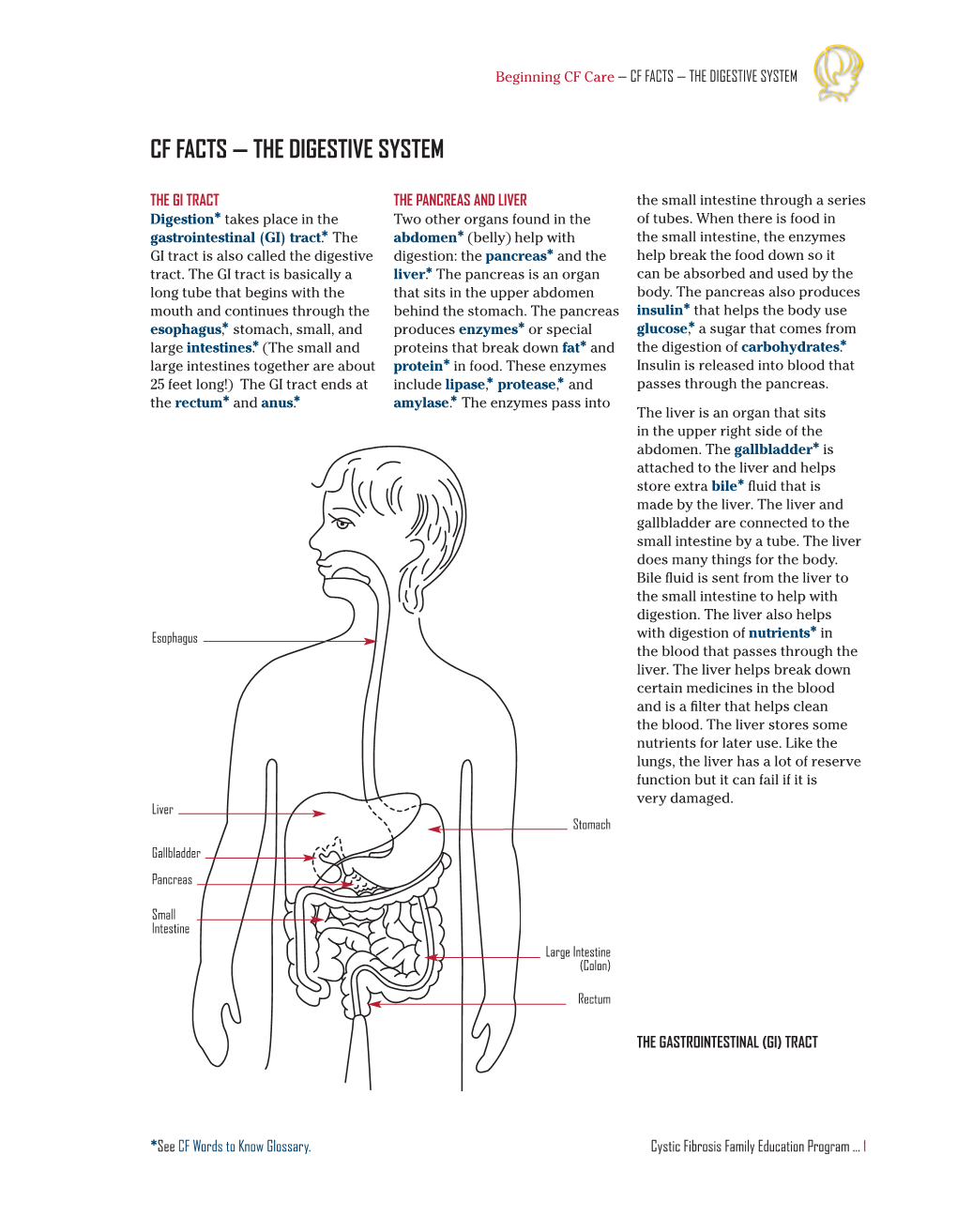 Cf Facts — the Digestive System