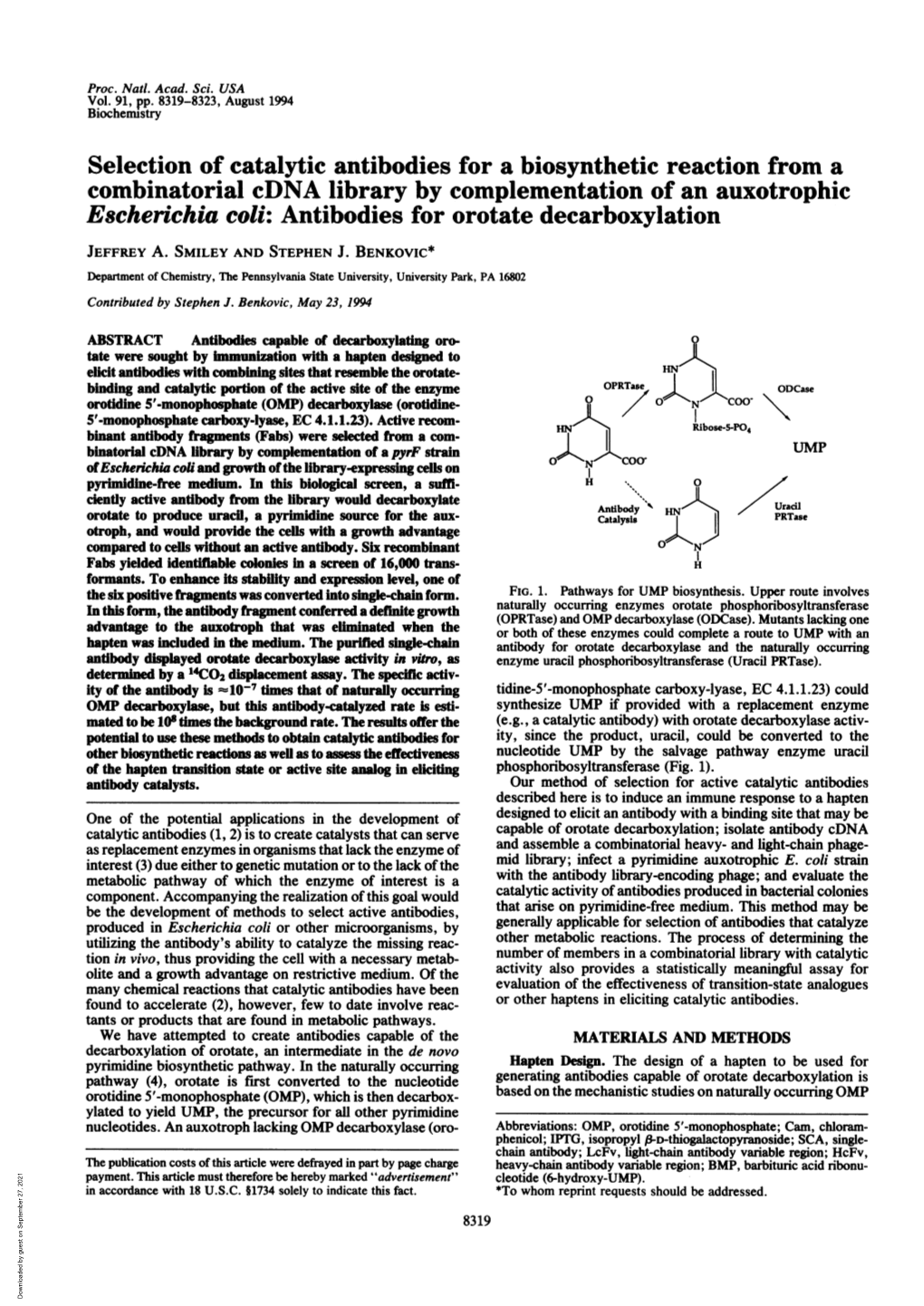 Combinatorial Cdna Library by Complementation of an Auxotrophic Escherichia Coli: Antibodies for Orotate Decarboxylation JEFFREY A