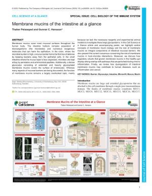 Membrane Mucins of the Intestine at a Glance Thaher Pelaseyed and Gunnar C
