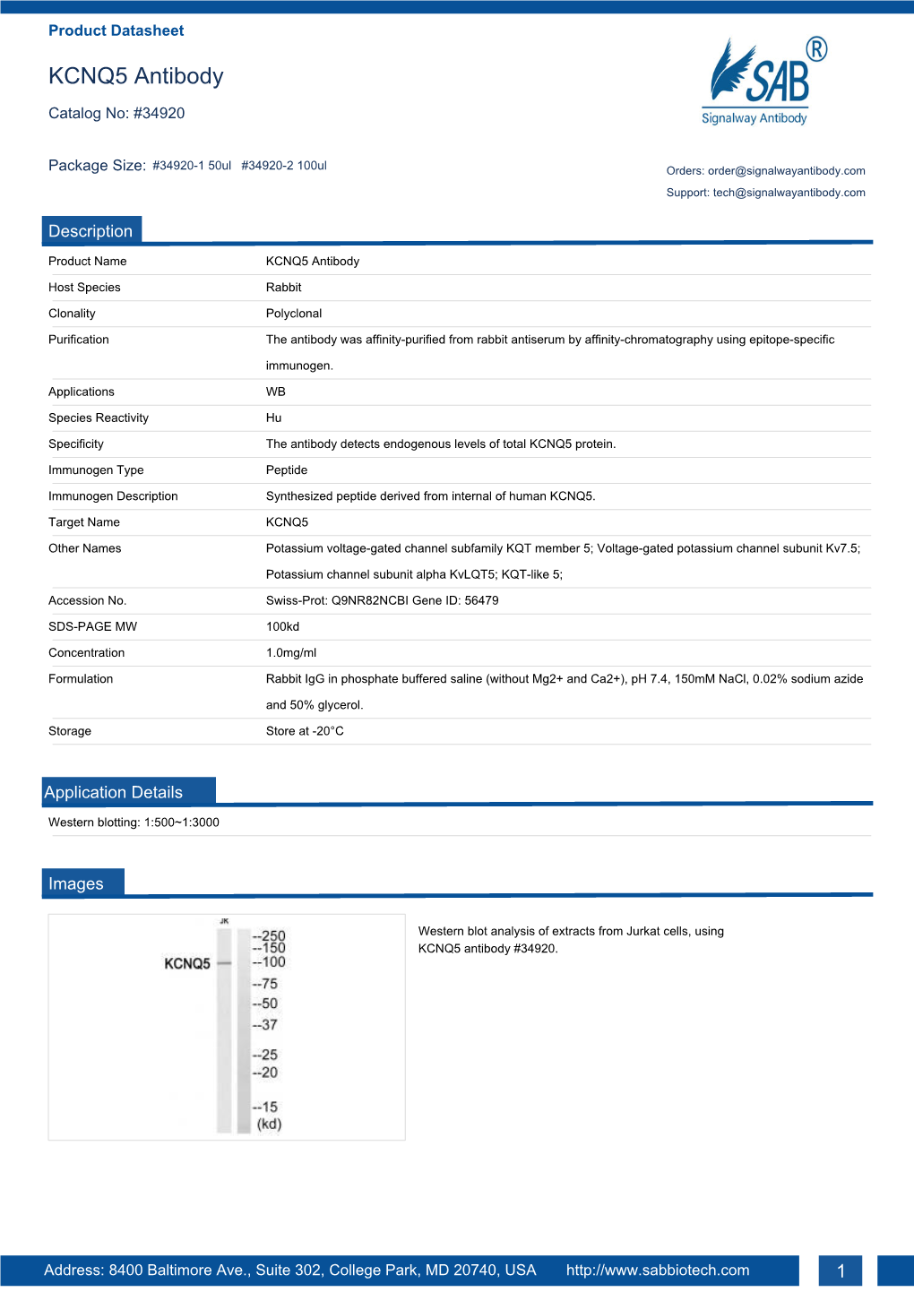 KCNQ5 Antibody