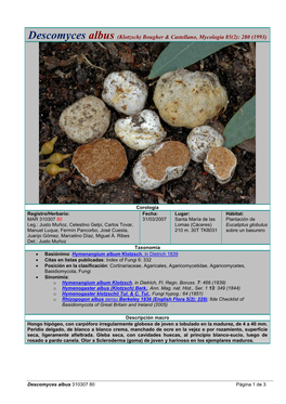 Descomyces Albus (Klotzsch) Bougher & Castellano, Mycologia