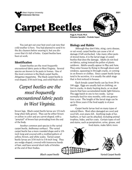 Carpet Beetles T E M M Peggy K