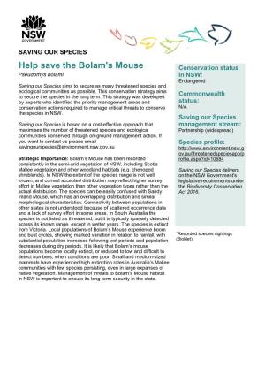 Bolam's Mouse (Pseudomys Bolami)
