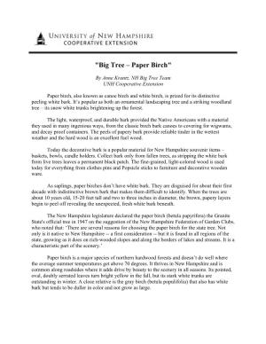 "Big Tree – Paper Birch"