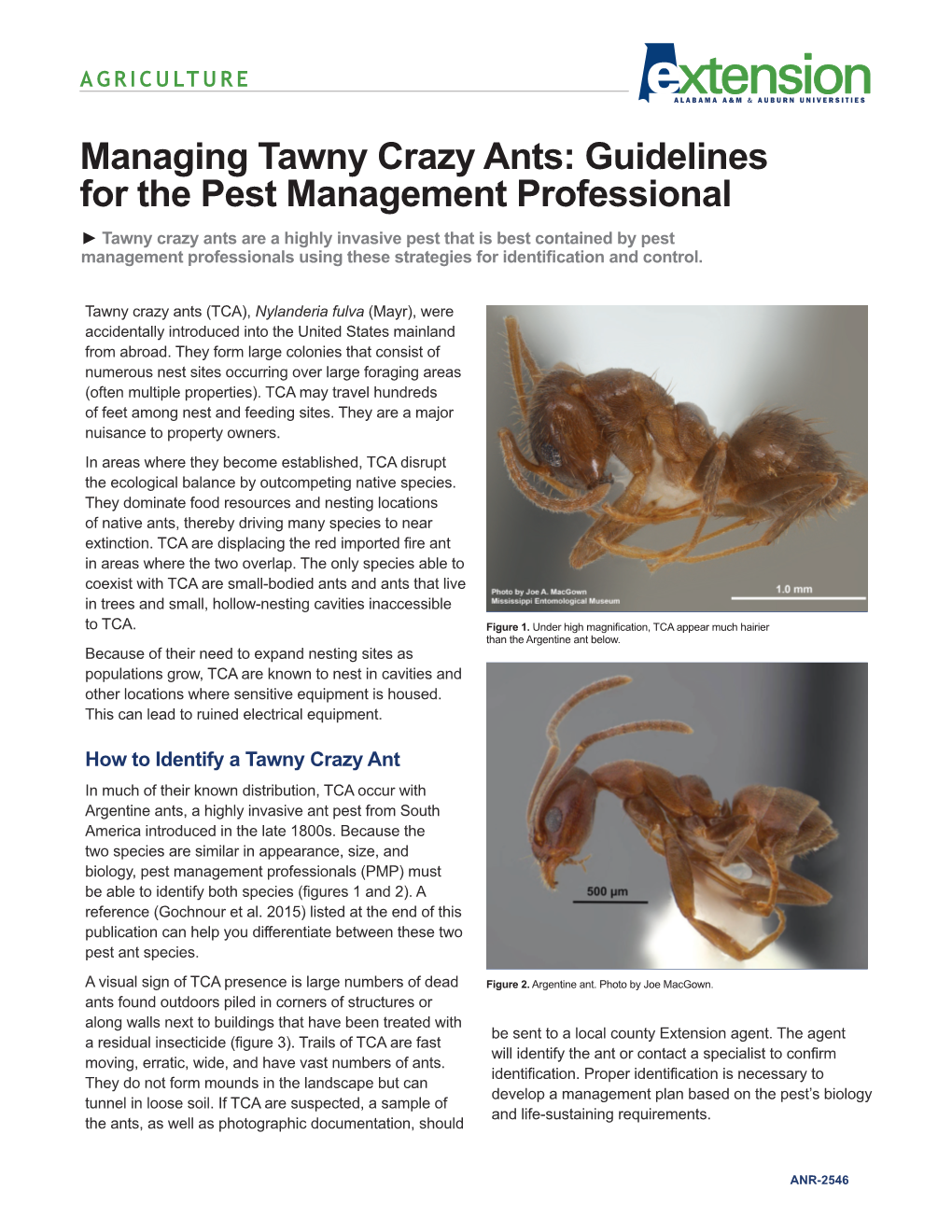 Download a PDF of Managing Tawny Crazy Ants: Guidelines for the Pest Management Professional, ANR-2546