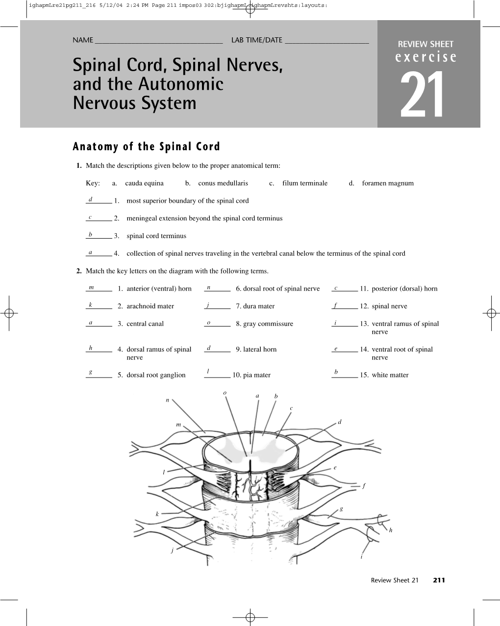 Spinal Cord, Spinal Nerves, and the Autonomic Nervous System