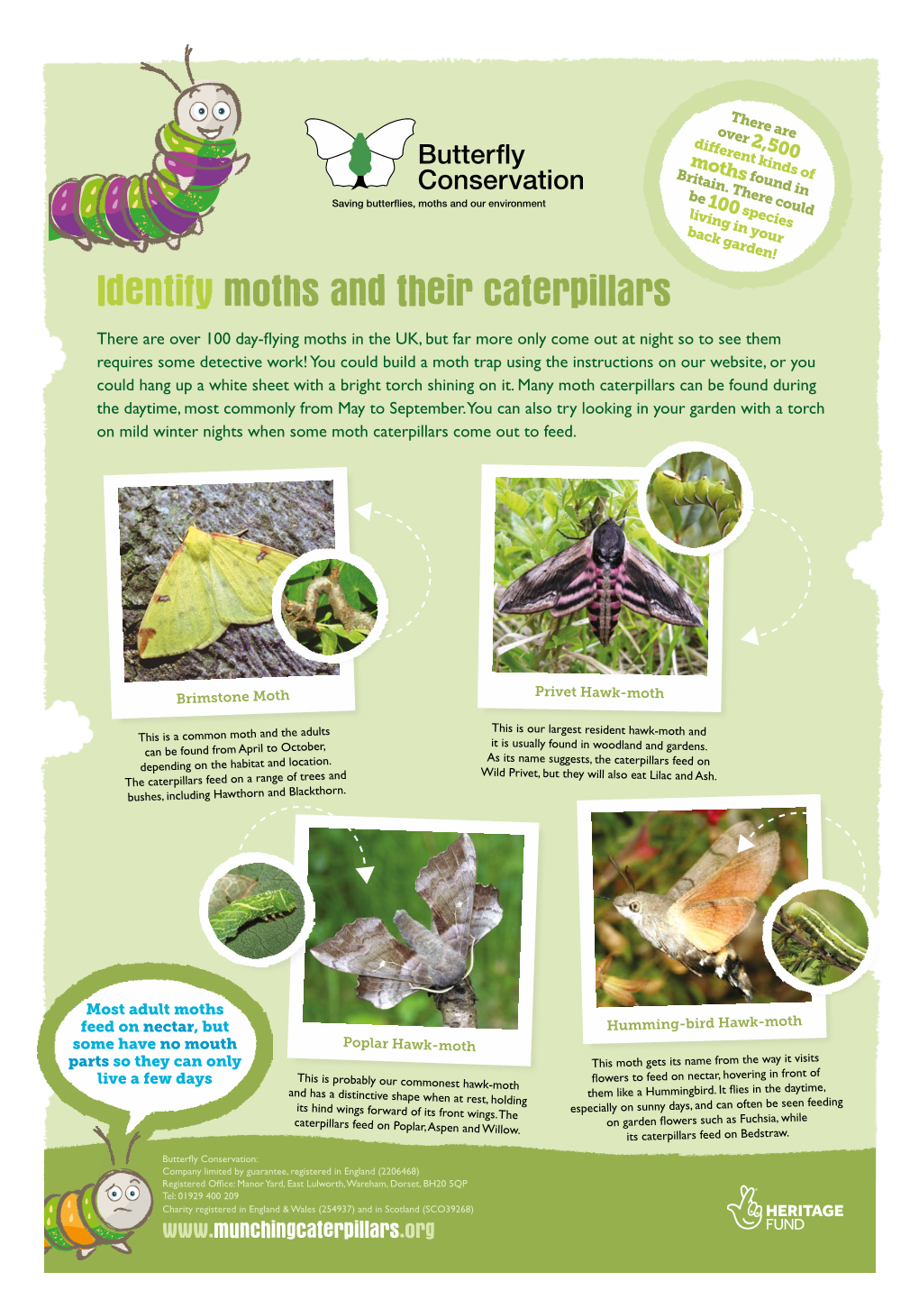 Identify Moths and Their Caterpillars