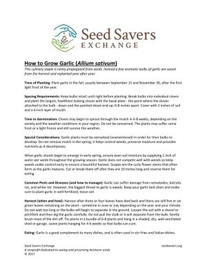 How to Grow Garlic (Allium Sativum) This Culinary Staple Is Rarely Propagated from Seeds