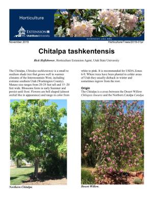Chitalpa Tashkentensis