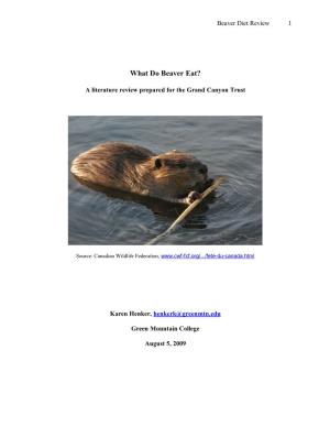 What Do Beaver Eat?
