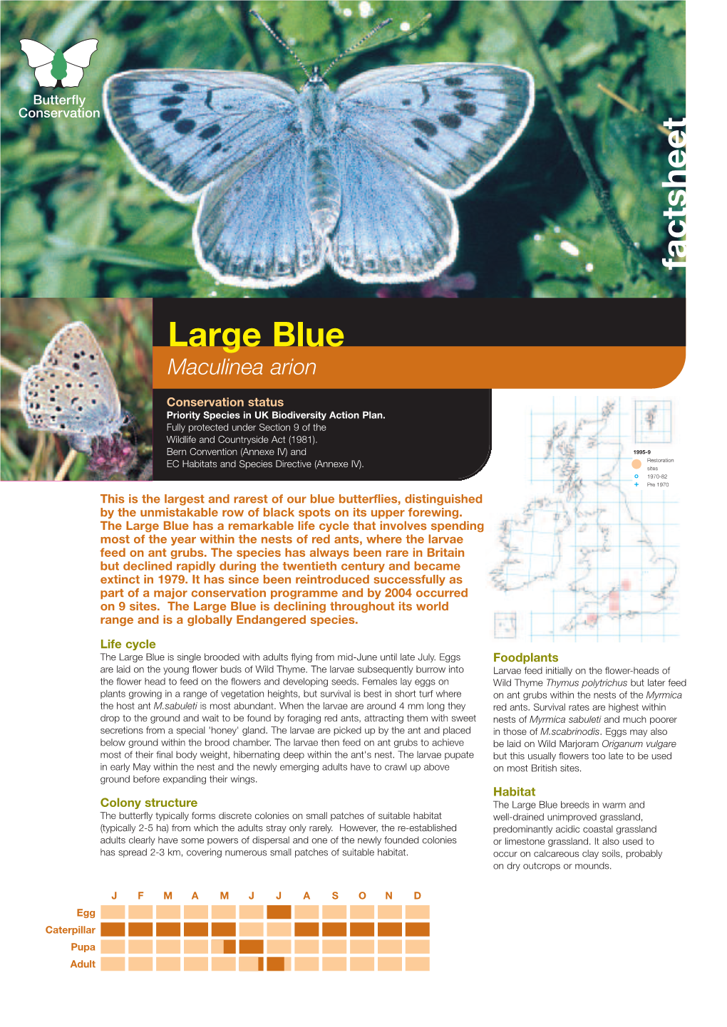 Large Blue Priority Species Factsheet