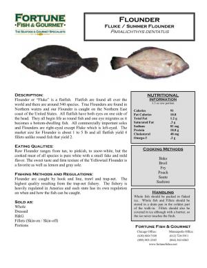 Flounder Fluke / Summer Flounder Paralichthys Dentatus