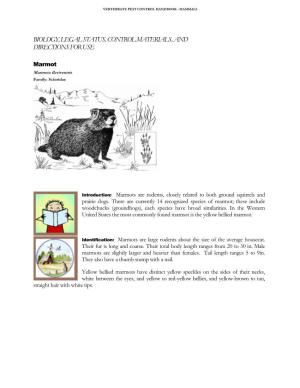 Marmot Marmota Flaviventris Family: Sciuridae