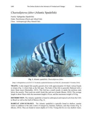 Atlantic Spadefish) Family: Ephippidae (Spadefish) Order: Perciformes (Perch and Allied Fish) Class: Actinopterygii (Ray-Finned Fish)