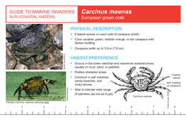 Carcinus Maenas in RI COASTAL WATERS European Green Crab