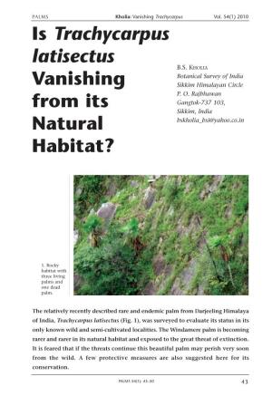Is Trachycarpus Latisectus Vanishing from Its Natural Habitat?