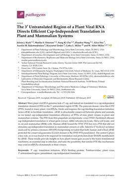 The 3′ Untranslated Region of a Plant Viral RNA Directs Efficient