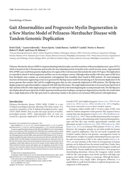 Gait Abnormalities and Progressive Myelin Degeneration in a New Murine Model of Pelizaeus-Merzbacher Disease with Tandem Genomic Duplication