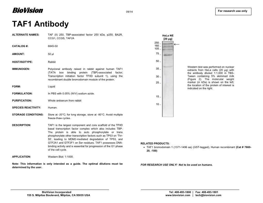 TAF1 Antibody