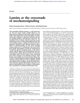 Lamins at the Crossroads of Mechanosignaling