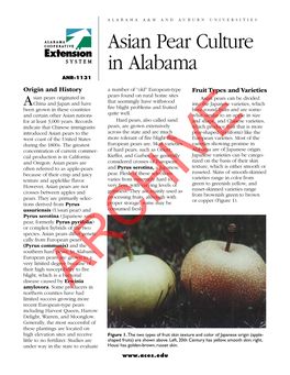 Asian Pear Culture in Alabama