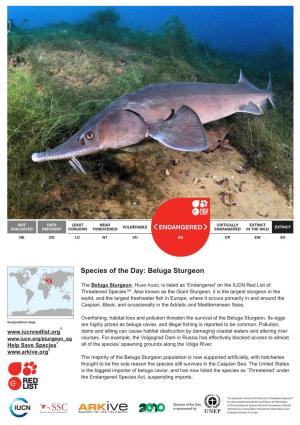 Species of the Day: Beluga Sturgeon