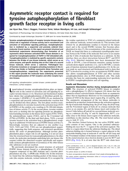 Asymmetric Receptor Contact Is Required for Tyrosine Autophosphorylation of Fibroblast Growth Factor Receptor in Living Cells
