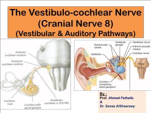 The Vestibulo-Cochlear Nerve (Cranial Nerve 8) (Vestibular & Auditory Pathways)