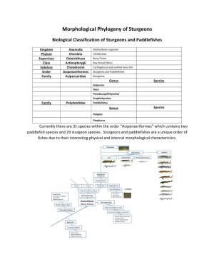Morphological Phylogeny of Sturgeons