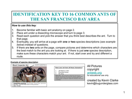 Bay Area Ant Identification