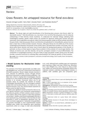 Grass Flowers: an Untapped Resource for Floral Evo-Devo