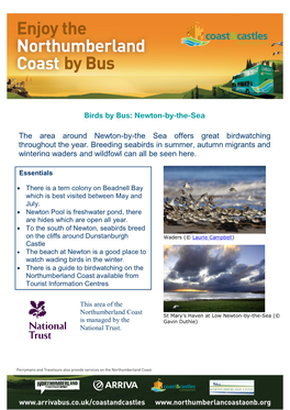 Birds by Bus: Newton-By-The-Sea