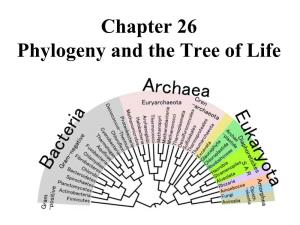 Chapter 26 Phylogeny and the Tree of Life • Biologists Estimate That There Are About 5 to 100 Million Species of Organisms Living on Earth Today
